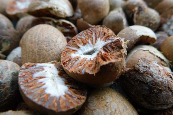 Which Country Produces the Most Areca Nuts in the World?
